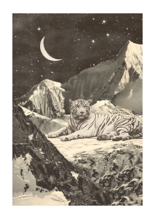 - Florent Bodart PosterWhite Tiger 1
