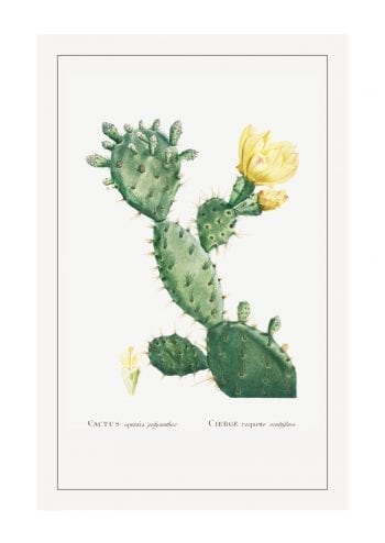 Poster Cactus Opunta 1
