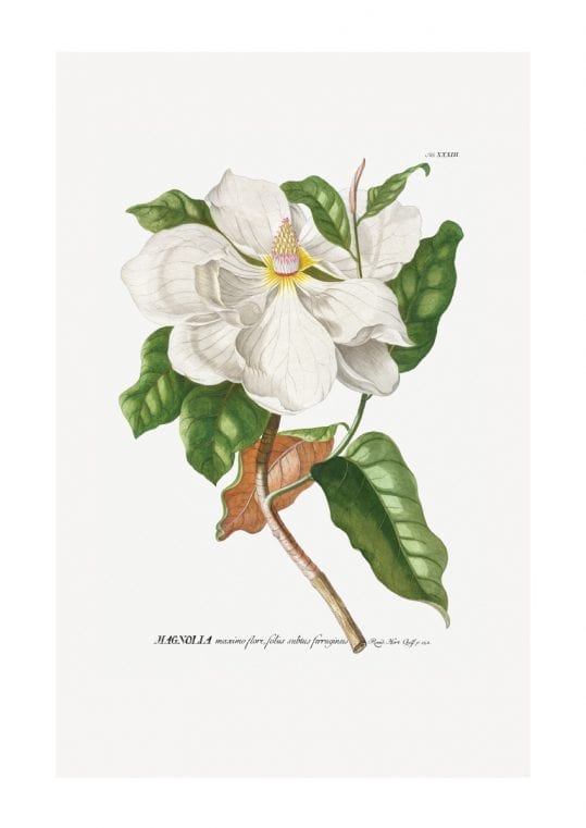Poster Magnolia 1