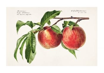 Poster Peach 1