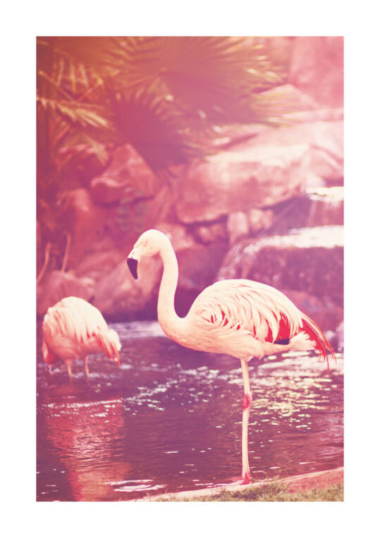 Poster Flamingo vintage 1