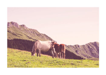 Poster Hästar i vackert landskap 1