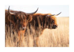 Poster Highland Cattle Cows 1