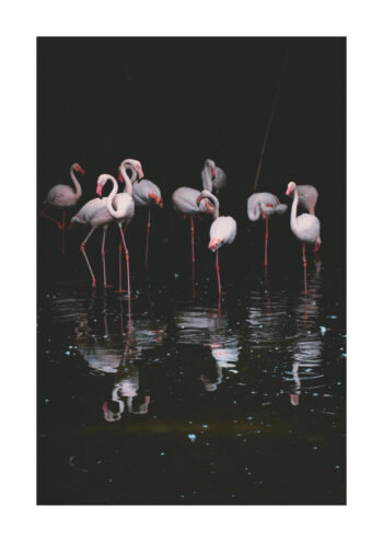 Poster Flamingo 1
