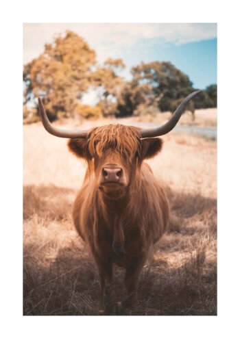 Poster Highland Cattle 1