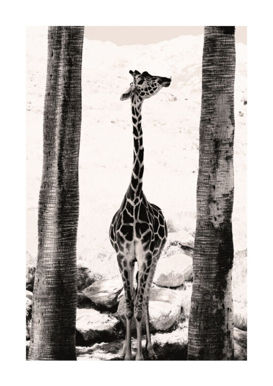 Poster Giraff i helfigur 1