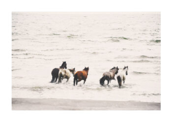 Poster Hästar i vattnet 1