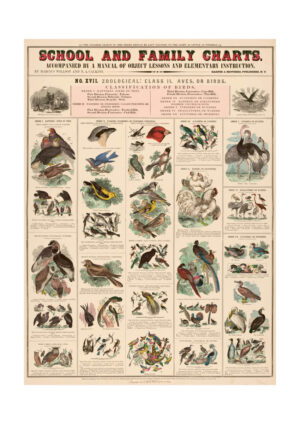 Poster Classification of birds 1