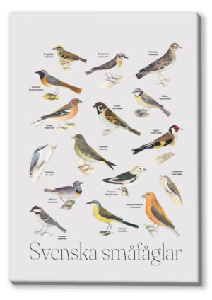 Canvas Svenska Småfåglar Canvas 1