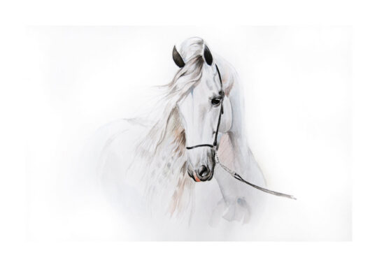 Poster Vit häst i akvarell 1