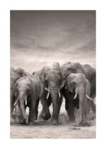 Poster Elefantfamilj 1