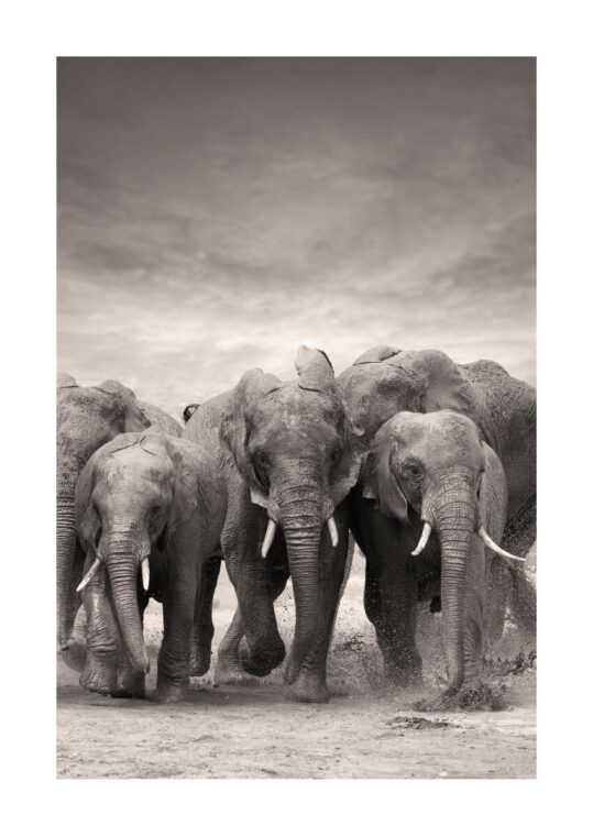 Poster Elefantfamilj 1