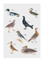 Poster Skolplansch stil - Fåglar 1