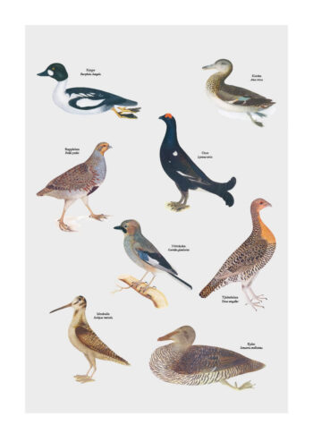 Poster Skolplansch stil - Fåglar 1