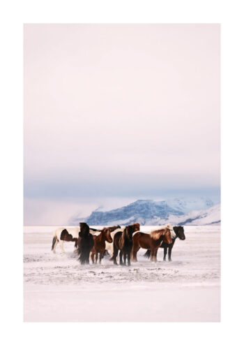Poster Hästar i snö 1