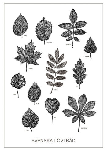 Poster Svenska lövträd svarta blad 1