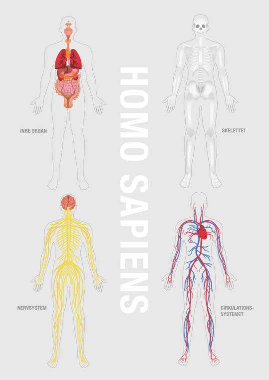 Poster Människokroppen - Homo Sapiens 1