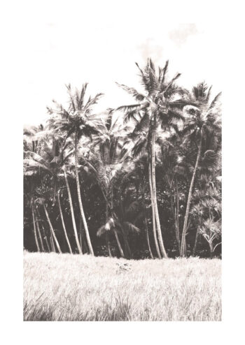 Poster Tropisk vy i svartvitt 1
