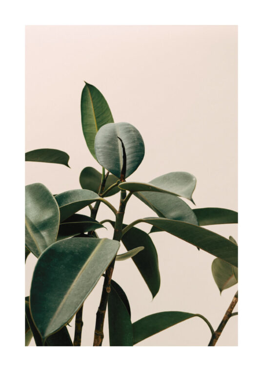 Poster Rubber Plant 1