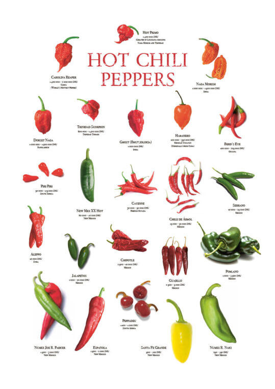 Poster Hot Chili Pepper Fakta med SHU-skala 1