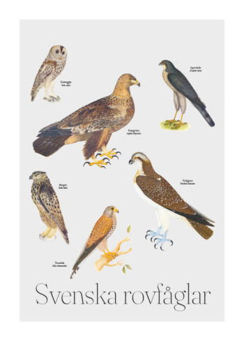 Poster Svenska rovfåglar 1