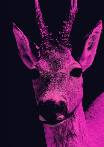 - Fancy Frank PosterPink Deer 1